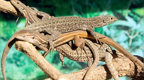 Lizards belong to an ancient reptile lineage