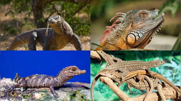 Lizards share a common ancestor with these fearsome animals—Here's what science says