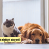 Article image for: 4 dog breeds that might get along well with cats