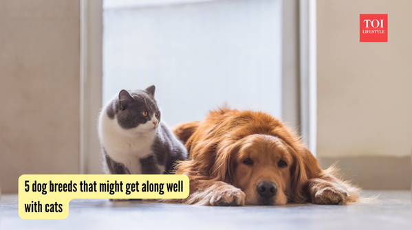 4 dog breeds that might get along well with cats