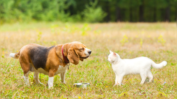 Beagle