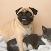 Pug
