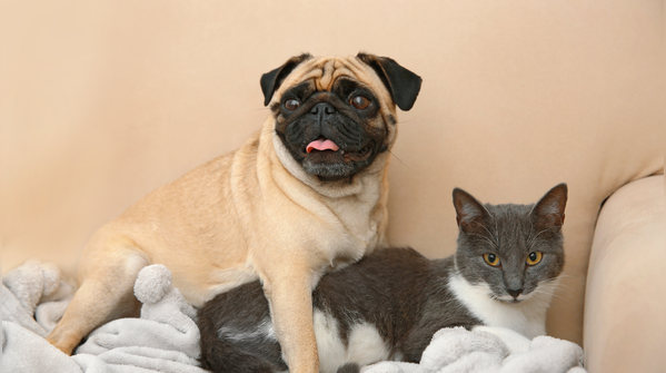 Pug