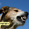 Article image for: 4 dog breeds that might 'fight' or confront snakes
