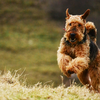 Airedale Terrier