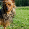 Australian Terrier