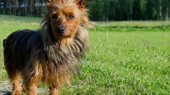 Australian Terrier