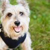 Cairn Terrier