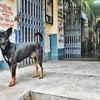 Article image for: Not outsiders, JU campus dogs to get collars, shelter homes