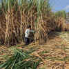 Article image for: Rs 1,5000 crore tax relief for sugar cooperatives as <i class="tbold">gujarat</i> approves past prices