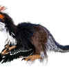 Modern-day birds are technically regarded as living dinosaurs