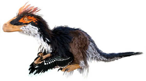 Modern-day birds are technically regarded as living dinosaurs