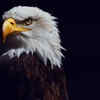 The eagle preserves ancient hunting abilities