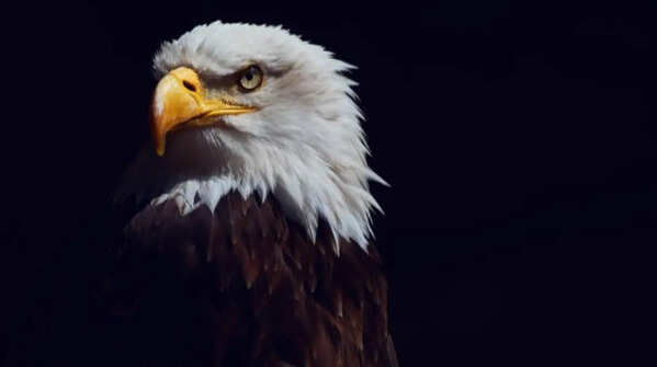 The eagle preserves ancient hunting abilities