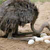 The ostrich is one of the dinosaurs that never went extinct