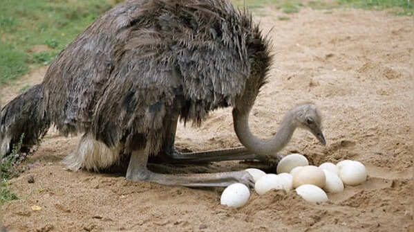 The ostrich is one of the dinosaurs that never went extinct