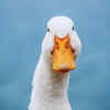 The duck belongs to the dinosaur family tree