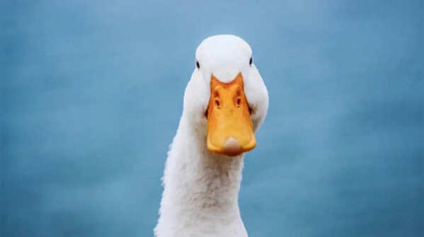The duck belongs to the dinosaur family tree