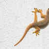 Lizards still maintain many of their reptile ancestors’ features