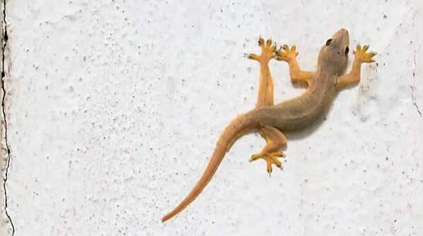 Lizards still maintain many of their reptile ancestors’ features