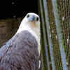 The pigeon still has an evolutionary past