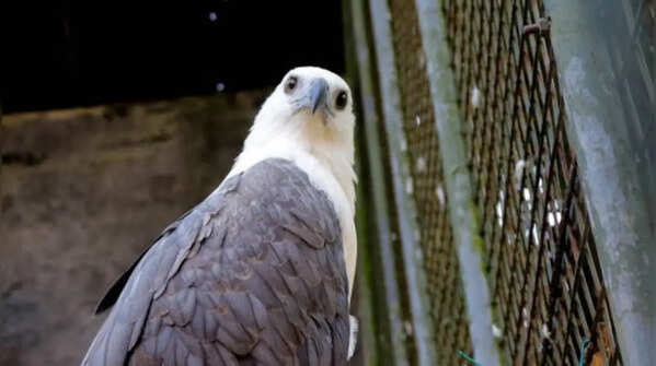 The pigeon still has an evolutionary past