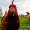 The chicken still resembles a theropod dinosaur
