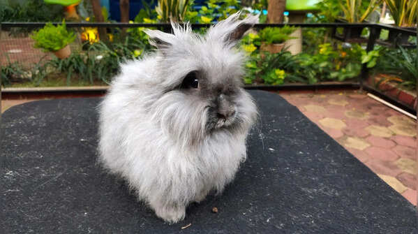 5 most unusual-looking rabbit breeds that are surprisingly beautiful