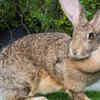 Flemish Giant: the big soft rabbit