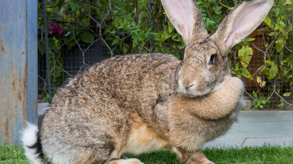 Flemish Giant: the big soft rabbit