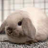 Mini Lop: the floppy-eared cutie
