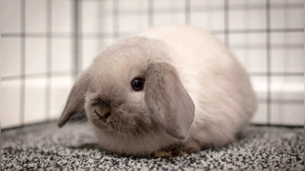 Mini Lop: the floppy-eared cutie