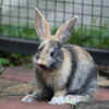 Harlequin rabbit: the colourful surprise
