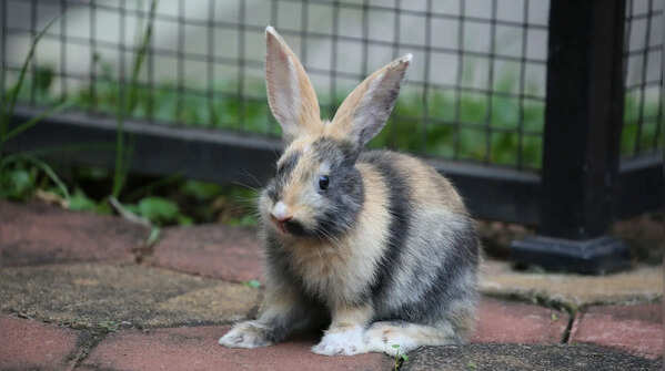 Harlequin rabbit: the colourful surprise