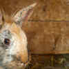 Lionhead rabbit: the rabbit with a “mane”