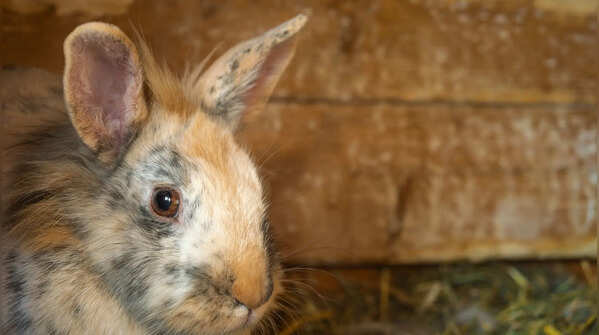 Lionhead rabbit: the rabbit with a “mane”