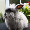 Angora rabbit: the walking cotton ball