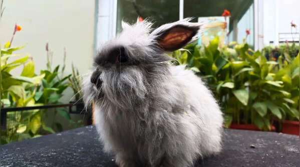 Angora rabbit: the walking cotton ball