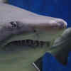 Article image for: 5 animals more dangerous to humans than sharks
