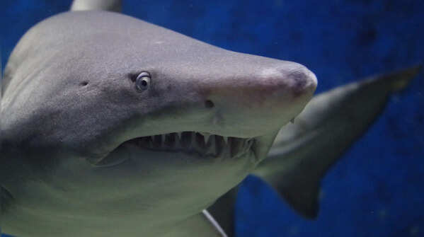 5 animals more dangerous to humans than sharks