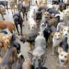 Dogs