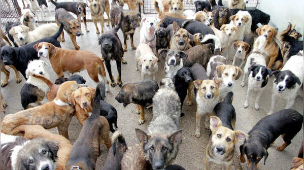 Dogs