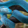 Snakes