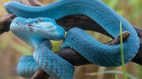 Snakes