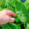 Avoid pests and unfavourable temperatures