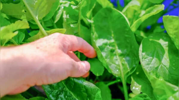 Avoid pests and unfavourable temperatures