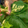 Article image for: Harvest leaves regularly to prolong plant life