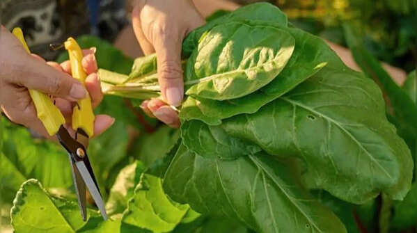 Harvest leaves regularly to prolong plant life