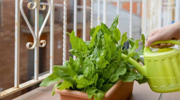 Maintain a proper watering regime