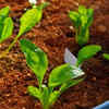 Provide proper sunlight without hot temperatures